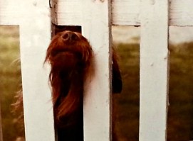 Nosey photo by Jan Skipo