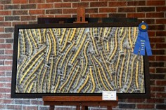 Caterpillars by Todd Stokes