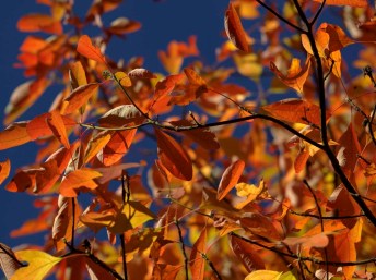 Sassafras Twig by Spencer Young